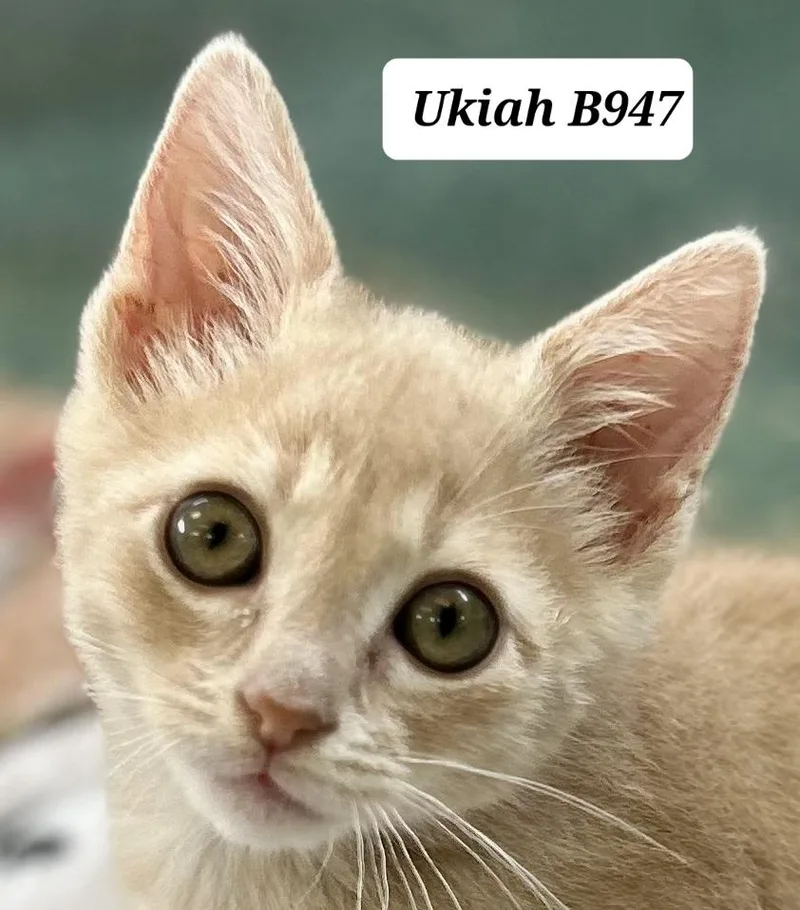 A baby medium-sized male Buff / Tan / Fawn Domestic Short Hair cat named Ukiah for adoption in Morganton, NC