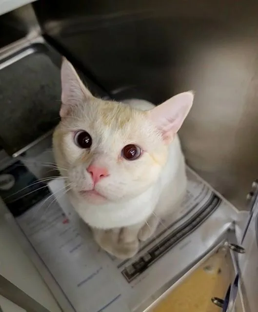 A young medium-sized male Domestic Short Hair cat named Butterscotch for adoption in Saint Peters, MO