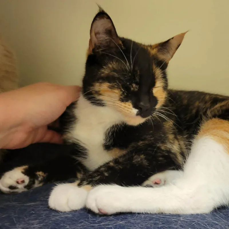 An adult medium-sized female Calico Domestic Short Hair cat named Cleo for adoption in Columbia, MO