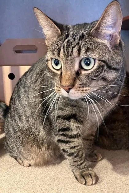 An adult medium-sized male Domestic Short Hair cat named Zack for adoption in Washington, DC