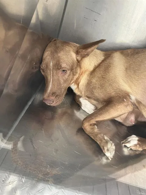An adult medium-sized female Mixed Breed dog named Tilly for adoption in Dallas, TX