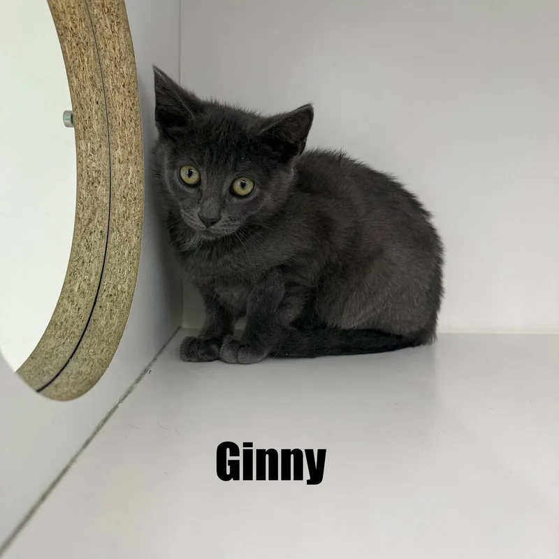 A young medium-sized female Gray / Blue / Silver Domestic Short Hair cat named Ginny for adoption in Spring Lake, NJ