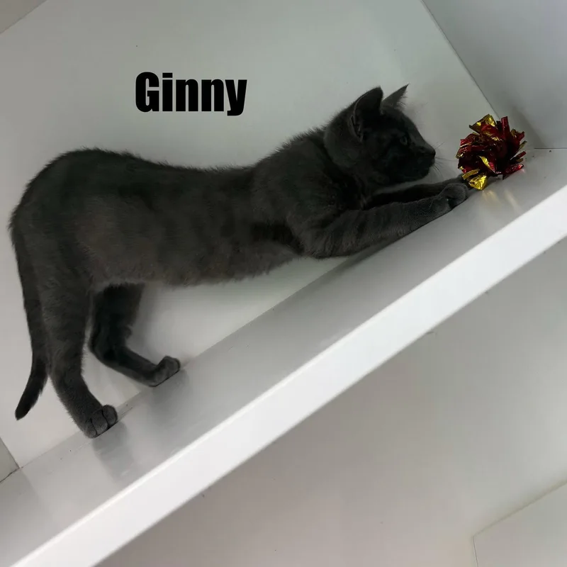 Ginny thumbnail 2