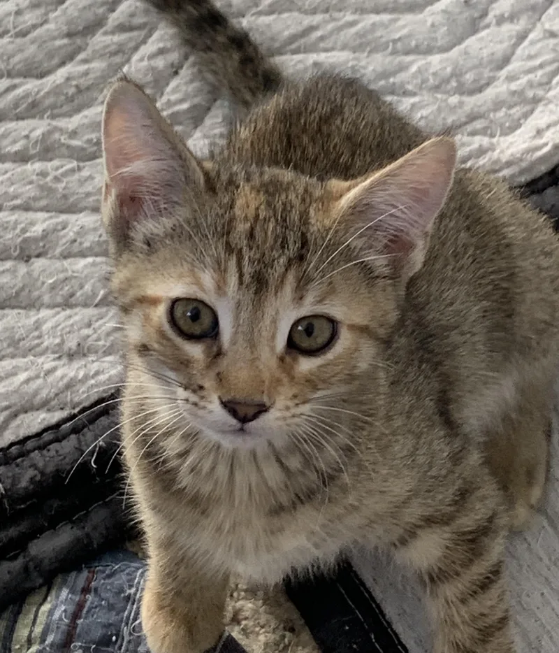 Zuzu