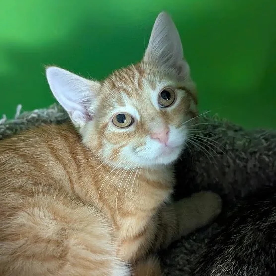 A baby medium-sized male Orange & White Tabby cat named Charles Vane for adoption in Shippenville, PA