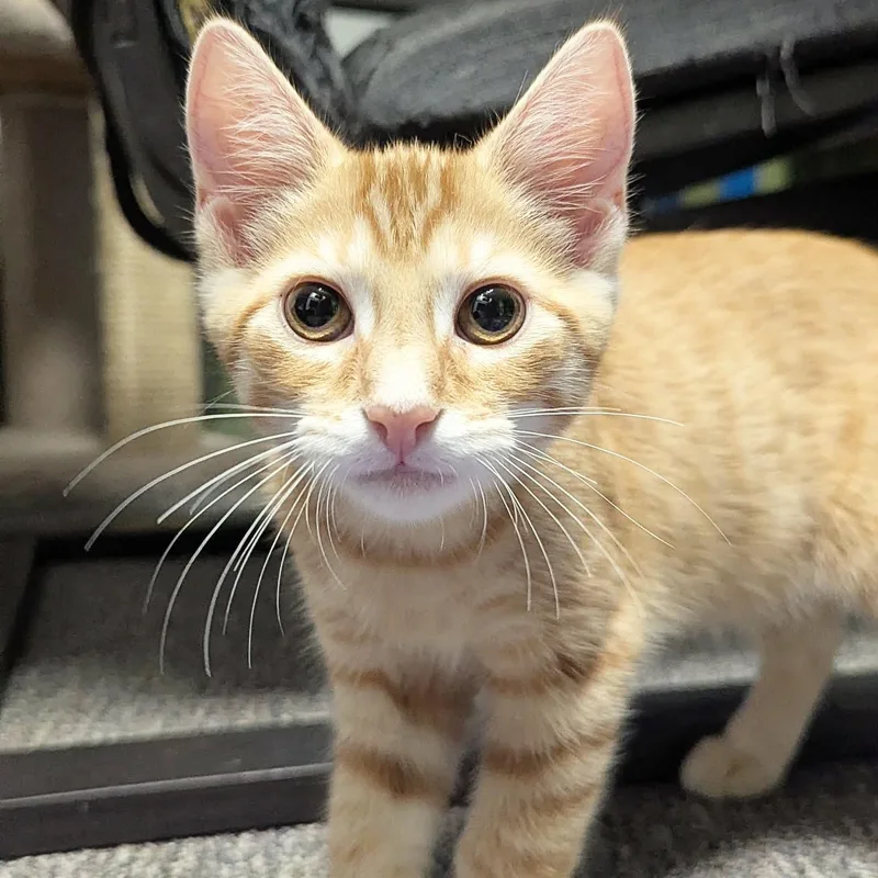 Charles Vane thumbnail 3