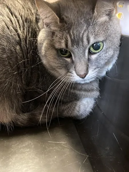 A senior medium-sized female Domestic Short Hair cat named Lily for adoption in Houston, TX