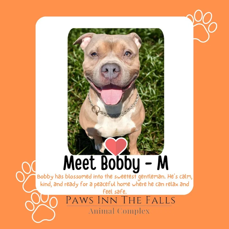 A young medium-sized male Red / Chestnut / Orange Pit Bull Terrier dog named Bobby for adoption in Wheatfield, NY