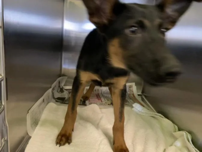 A baby medium-sized female Belgian Shepherd / Malinois dog named Sander for adoption in Los Angeles, CA