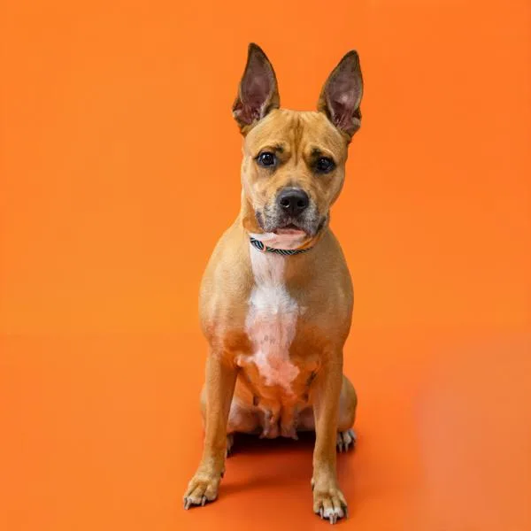 An adult medium-sized female Staffordshire Bull Terrier dog named Pen  Praline for adoption in Lawrenceville, GA