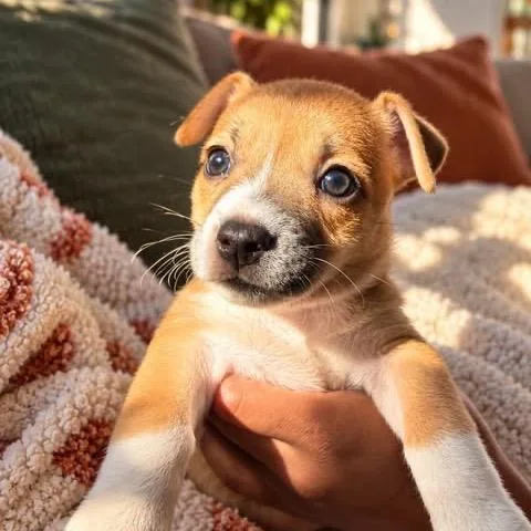 A baby small-sized female Mixed Breed dog named Maggie for adoption in Tampa, FL