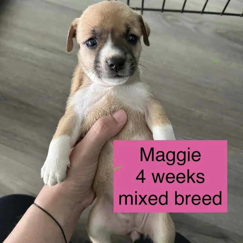 Maggie thumbnail 2