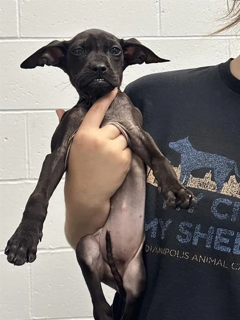 A baby small-sized female Pit Bull Terrier dog named Eenie for adoption in Indianapolis, IN
