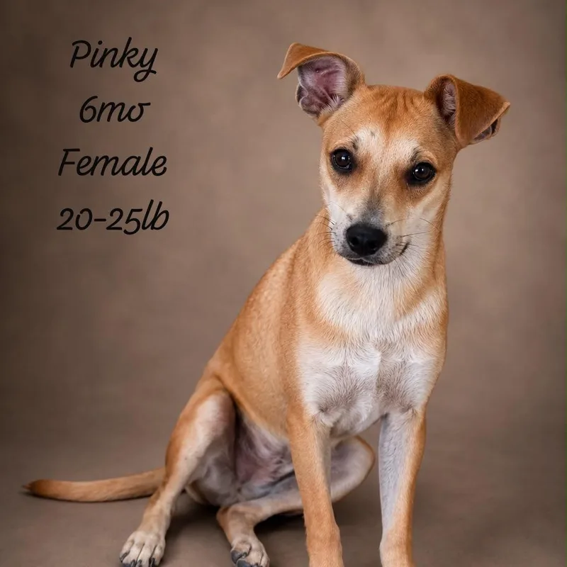 A baby small-sized female Yellow / Tan / Blond / Fawn Mixed Breed dog named Pinky for adoption in New York, NY