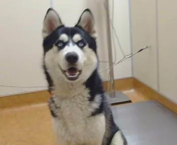 Nanook