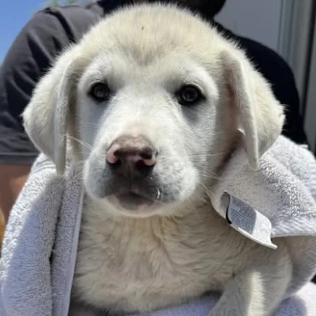 A baby extra large-sized male Great Pyrenees dog named Wohali Pup  Chenoa for adoption in San Diego, CA