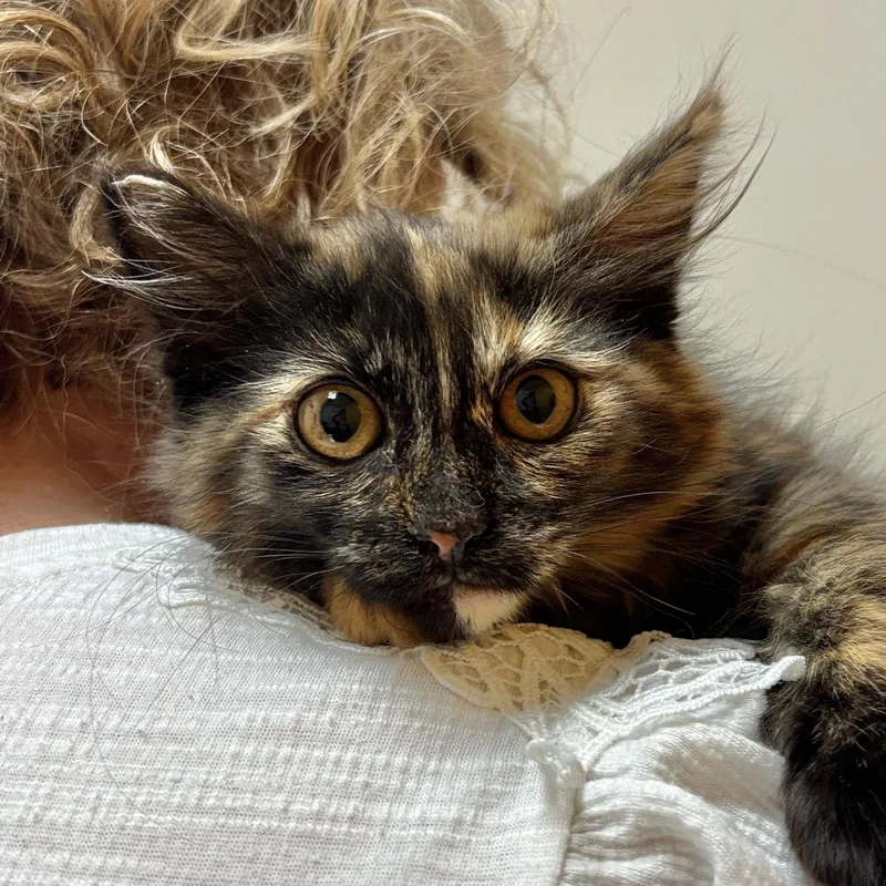 A baby medium-sized female Domestic Long Hair cat named Mocha for adoption in Sonora, CA