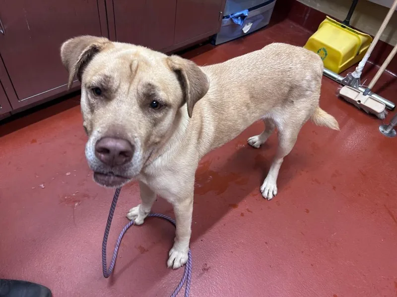 An adult medium-sized female Mixed Breed dog named Lainey for adoption in Douglasville, GA