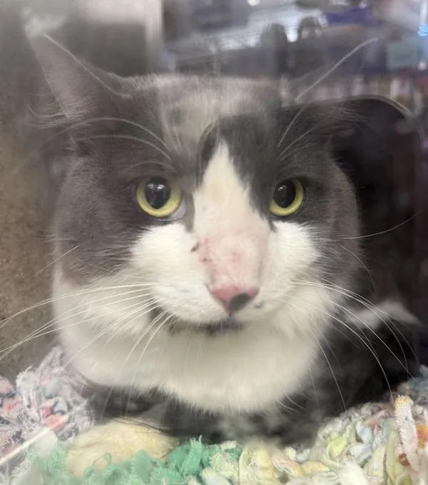 An adult medium-sized male Domestic Short Hair cat named Socrates for adoption in Troutdale, OR