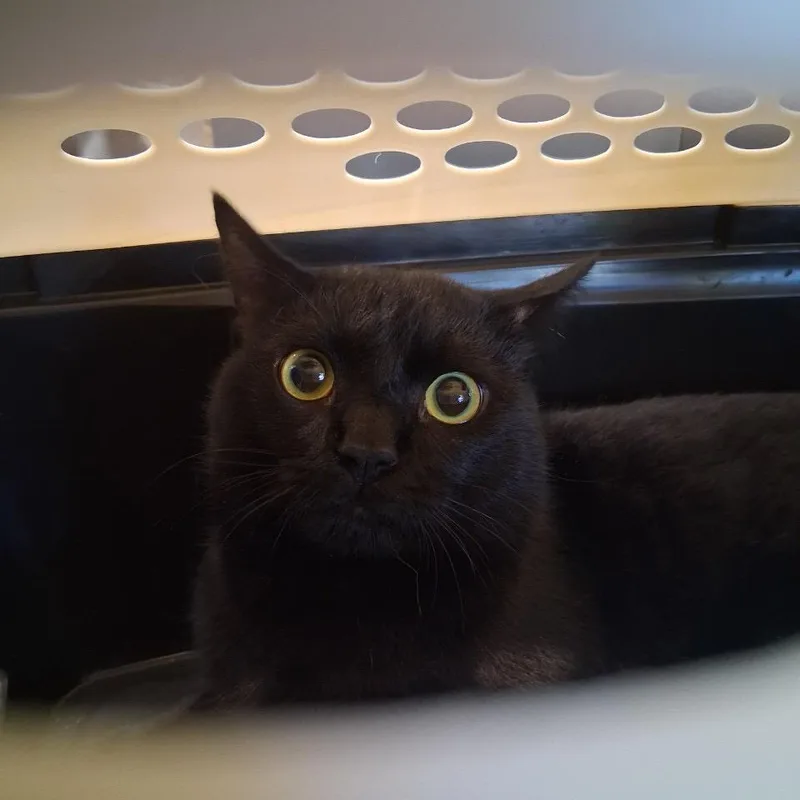 An adult medium-sized male Domestic Short Hair cat named Papito for adoption in Allentown, PA