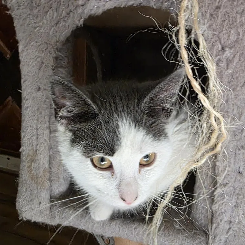 A baby small-sized female Black Domestic Short Hair cat named Ruby for adoption in Harrisonburg, VA