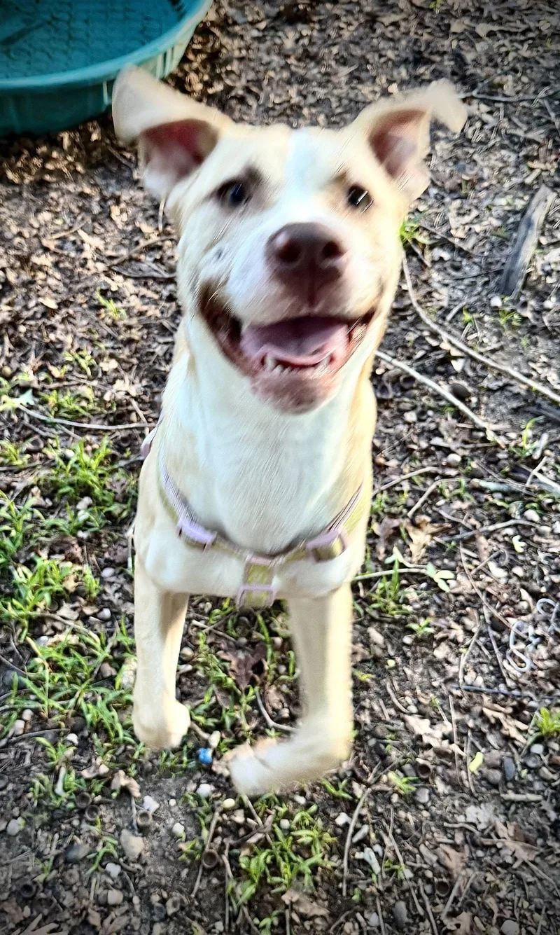 Nala thumbnail 3