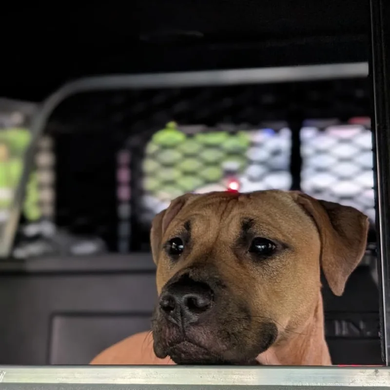A young medium-sized female Yellow / Tan / Blond / Fawn Pit Bull Terrier dog named Snickers for adoption in Newark, NJ