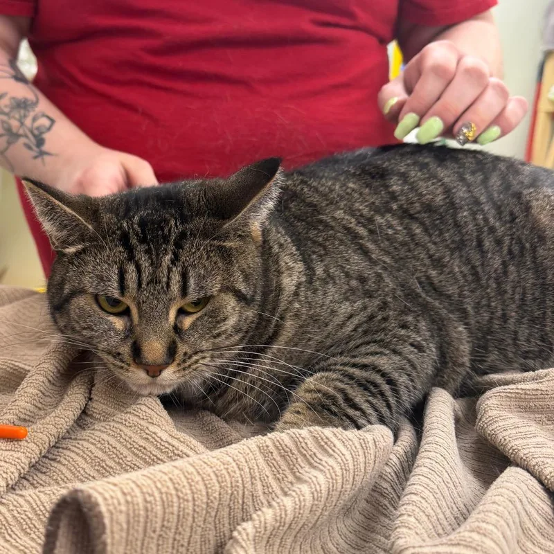 An adult large-sized female Brown / Chocolate Domestic Short Hair cat named Chloe for adoption in East Smithfield , PA