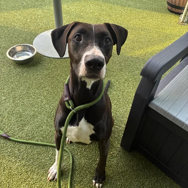 An adult medium-sized female Mixed Breed dog named Buttermilk for adoption in Greensboro, NC