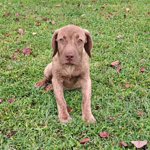 A baby small-sized male Brindle Mixed Breed dog named Rusty for adoption in Buffalo, MN