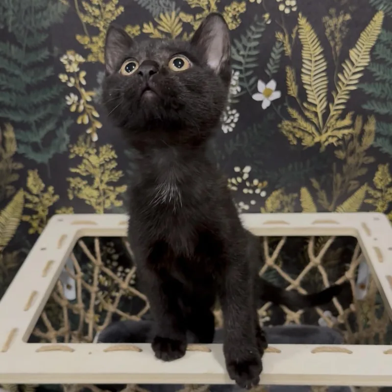 A baby medium-sized male Black Domestic Short Hair cat named Rocky for adoption in Midvale, UT
