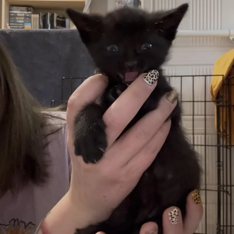 Rocky thumbnail 5