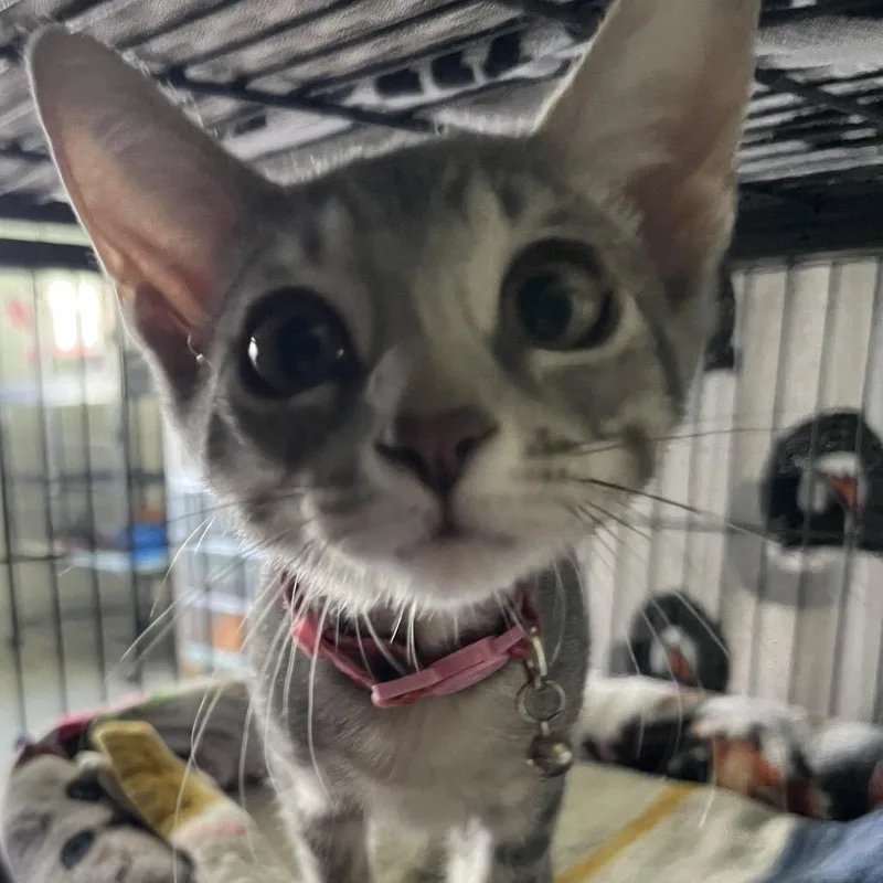 A baby small-sized male Gray / Blue / Silver Domestic Short Hair cat named Grey Miss for adoption in Sarasota, FL