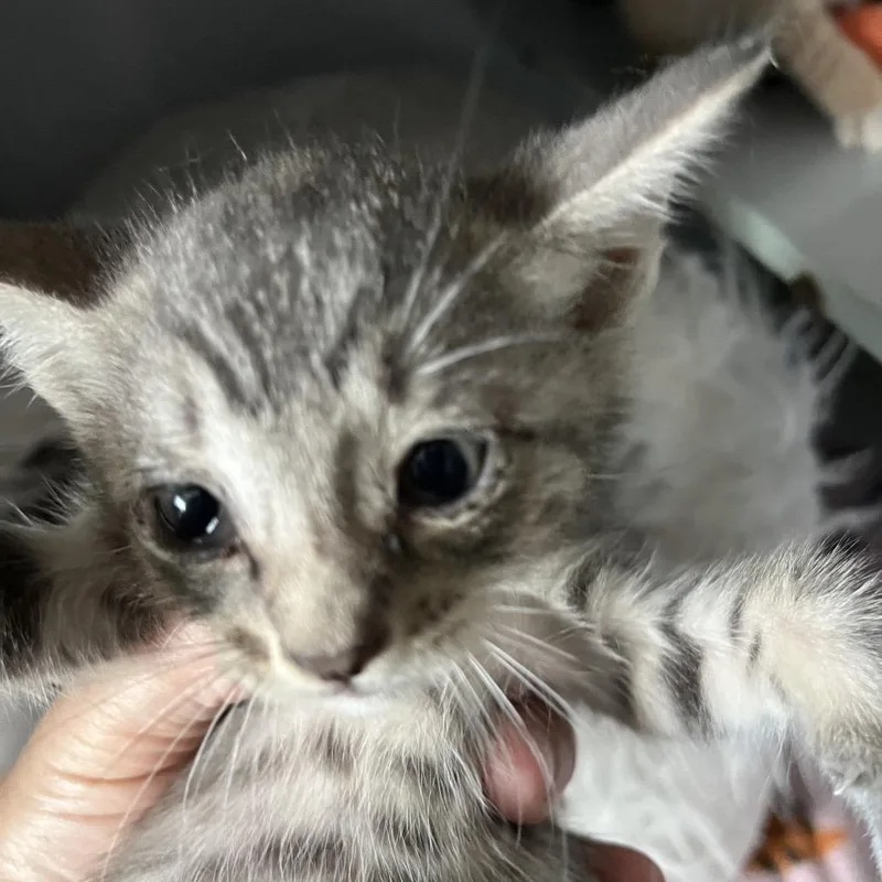 Grey Miss thumbnail 3