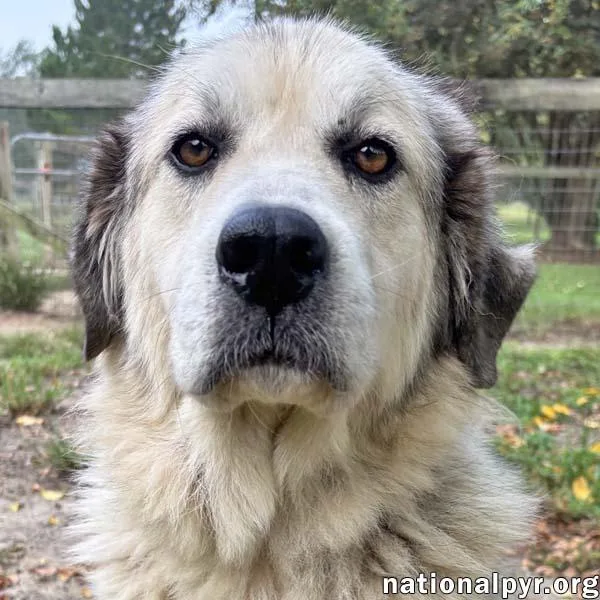 A young large-sized female White / Cream Great Pyrenees dog named Baylee in GA for adoption in Beacon, NY