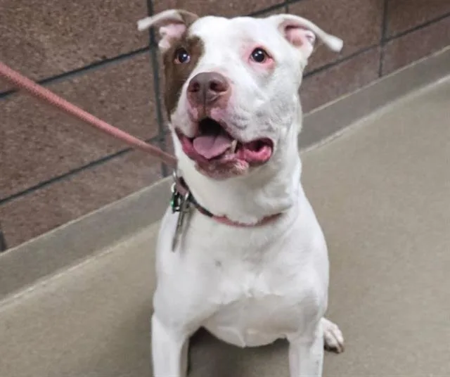 An adult large-sized male Pit Bull Terrier dog named Von for adoption in Denver, CO