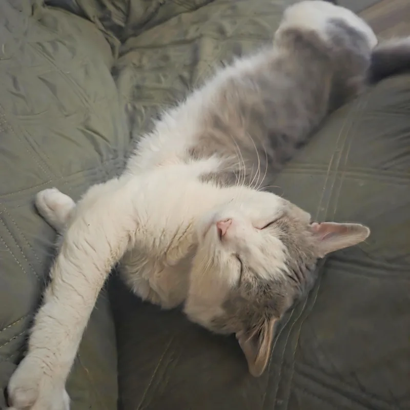A senior medium-sized male Gray & White Domestic Medium Hair cat named Cloud for adoption in Benicia, CA