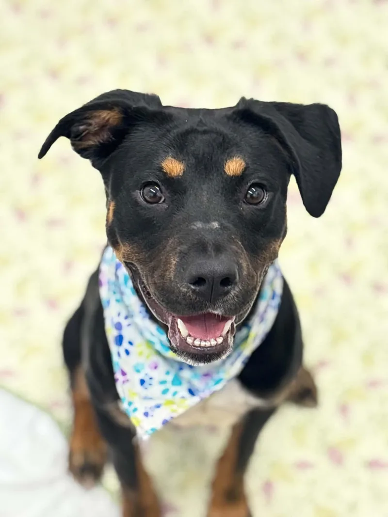 A baby medium-sized female Rottweiler dog named Freya for adoption in Oxford, MI