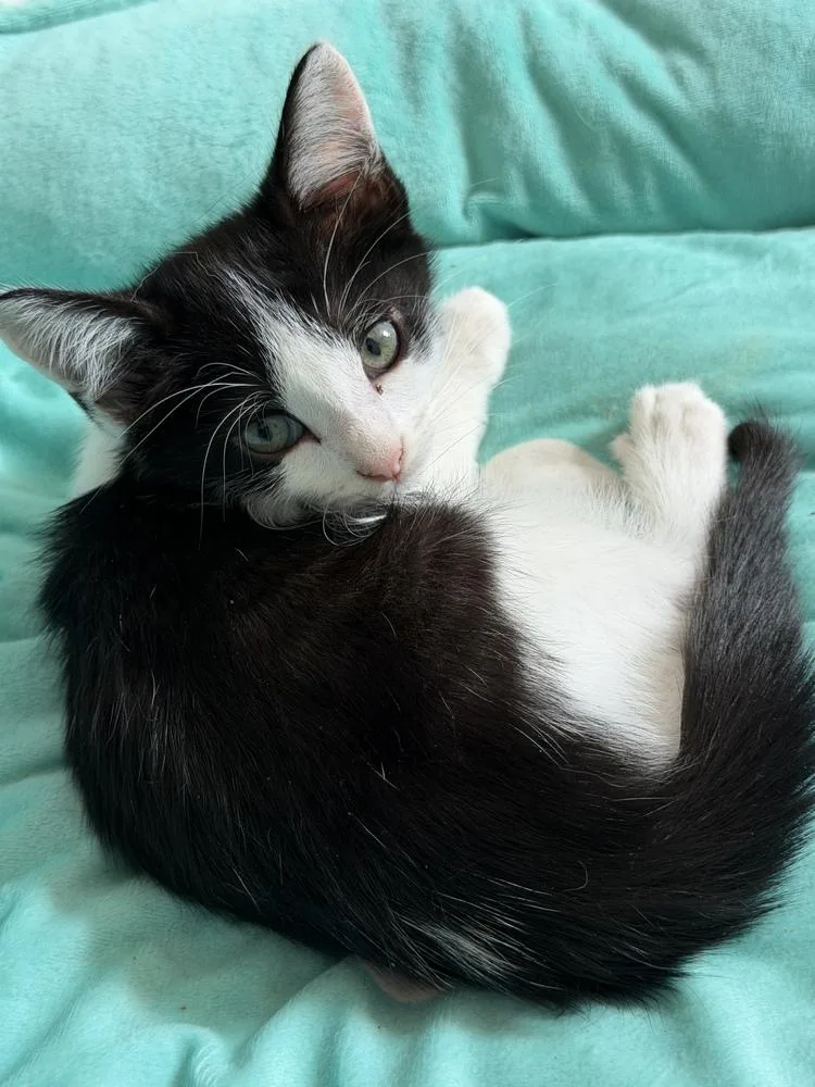 A baby small-sized male Black & White / Tuxedo Domestic Short Hair cat named Caboose for adoption in Hudson, NH