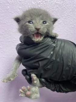 A baby small-sized male Gray / Blue / Silver Domestic Medium Hair cat named 60828131 for adoption in El Paso, TX