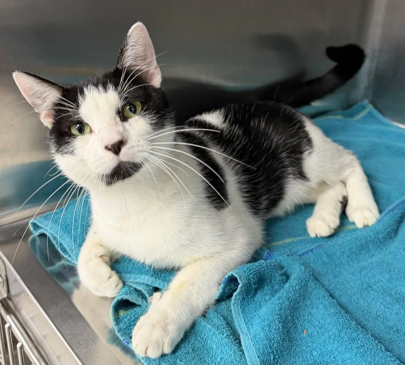An adult small-sized male Black & White / Tuxedo Domestic Short Hair cat named Bob Ross for adoption in Steeleville, IL
