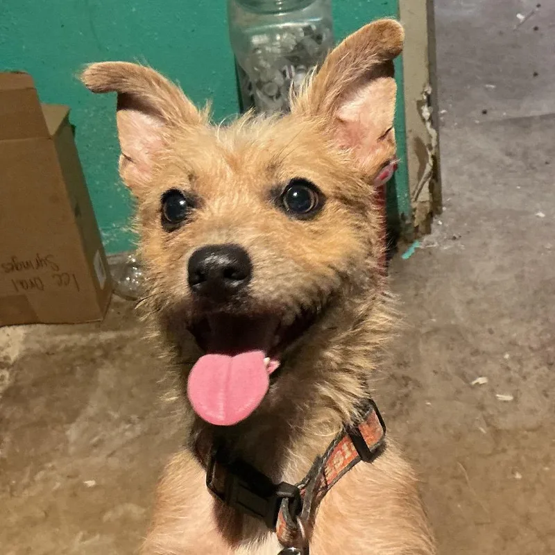 An adult small-sized male Yellow / Tan / Blond / Fawn Mixed Breed dog named Sr. Scrufferson for adoption in Durant, OK