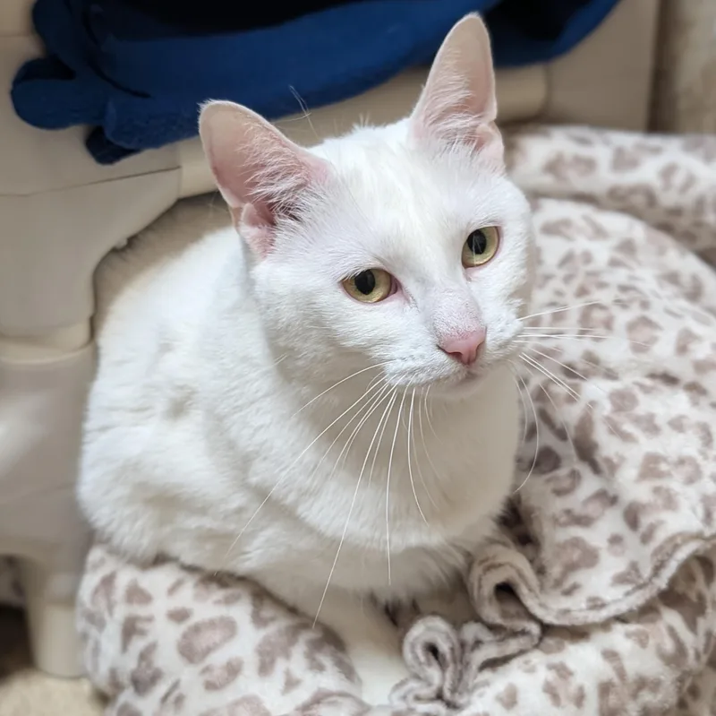 An adult medium-sized female White Domestic Short Hair cat named Ivy Lyn for adoption in Jefferson, WI