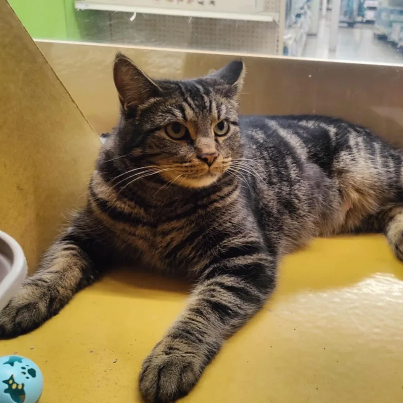 Tootsie Aka Toot thumbnail 2