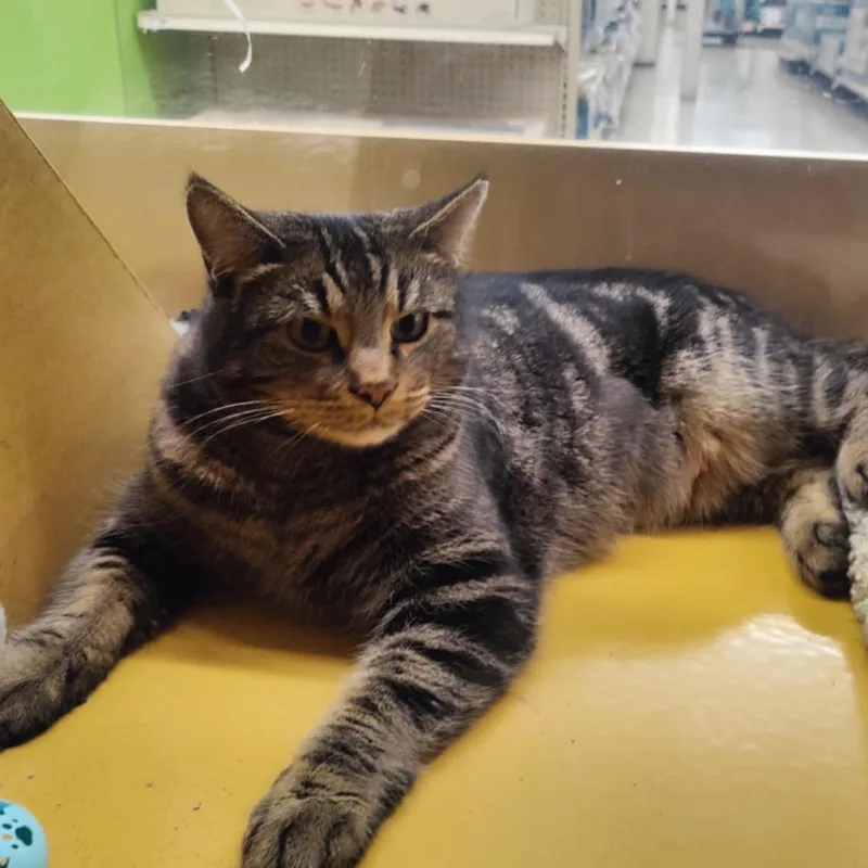 Tootsie Aka Toot thumbnail 3