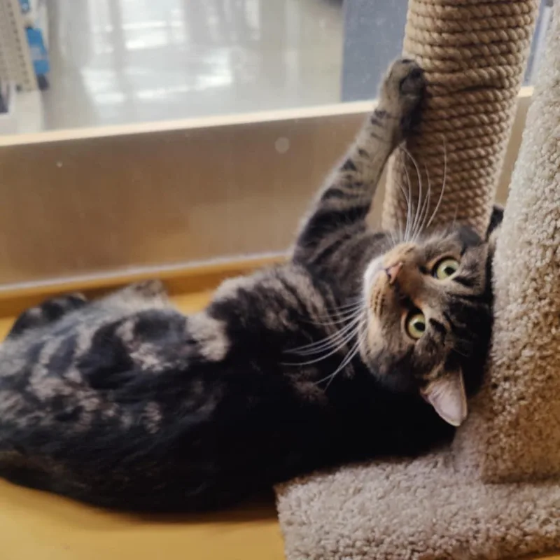 Tootsie Aka Toot thumbnail 4