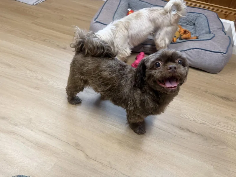 An adult small-sized male Shih Tzu dog named Simon for adoption in Raleigh, NC