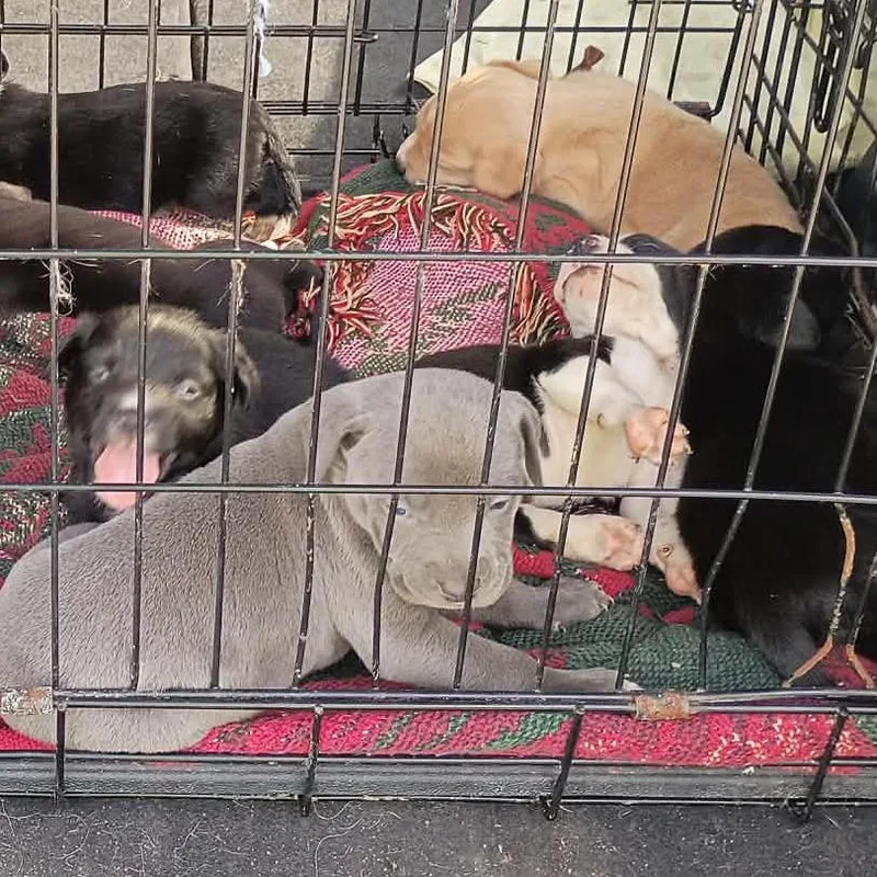A baby medium-sized male Gray / Blue / Silver Pit Bull Terrier dog named Sloth for adoption in Lima, OH