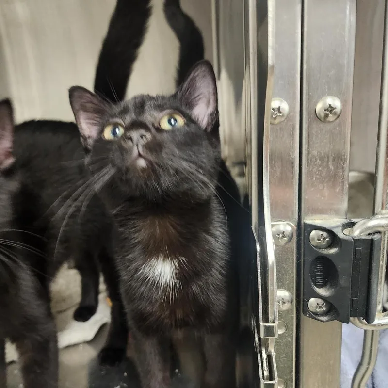 A baby small-sized female Black Domestic Short Hair cat named Decuma for adoption in Evensville, TN