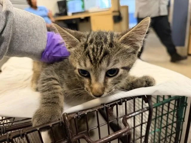 A baby small-sized male Domestic Short Hair cat named Manvis for adoption in Miami, FL